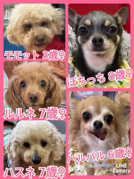 🐾今日の里親様募集中ワンコ🐶メンバーです🐾2023,6,5【保護犬カフェ天神橋店】